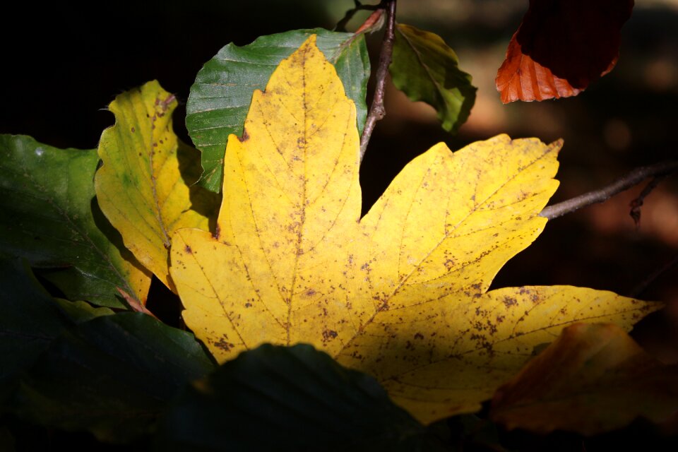 Colourful yellow nature