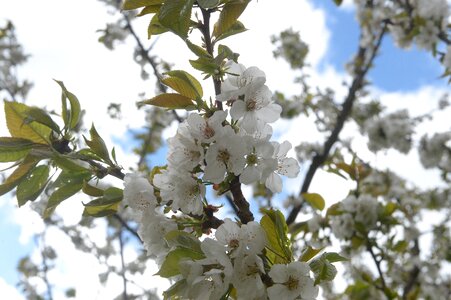 Blossom bloom bush