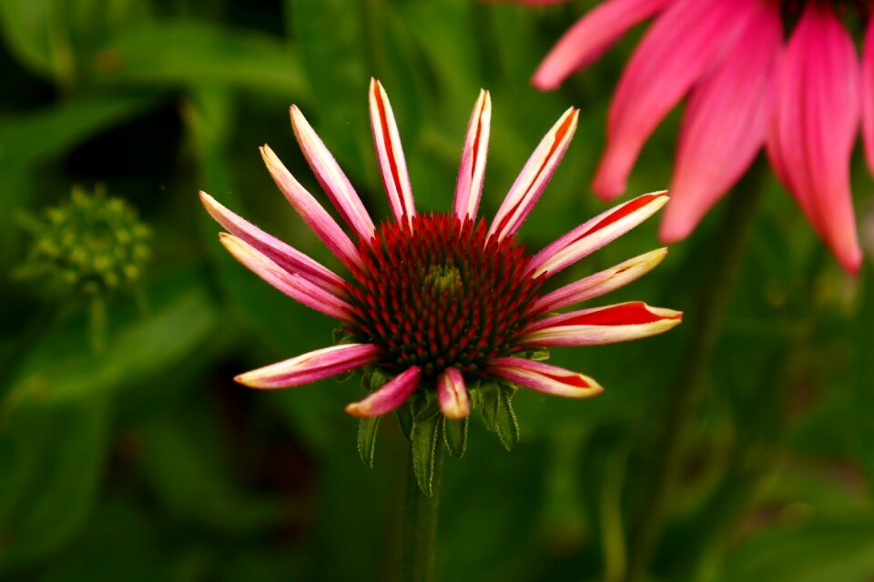 Purpurea perennial flora