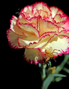 Ant carnation garden