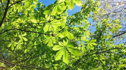 Tree nature greens