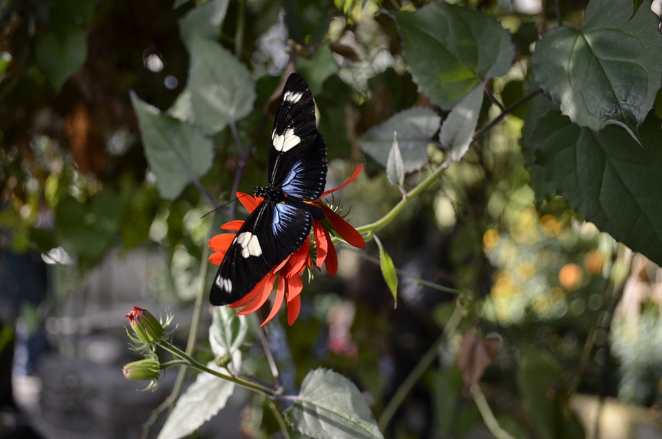 Leaves flora insect