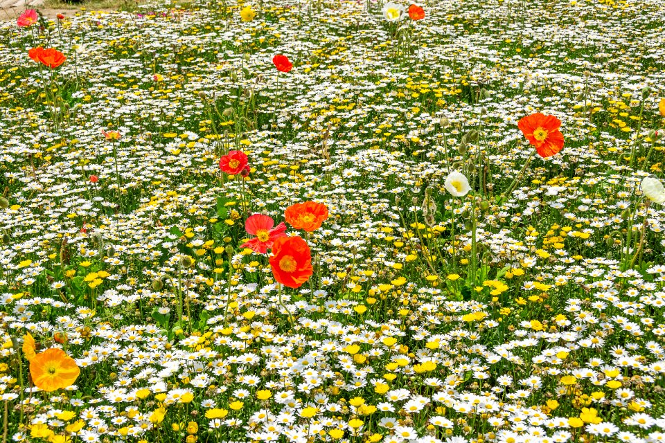 Plants white garden
