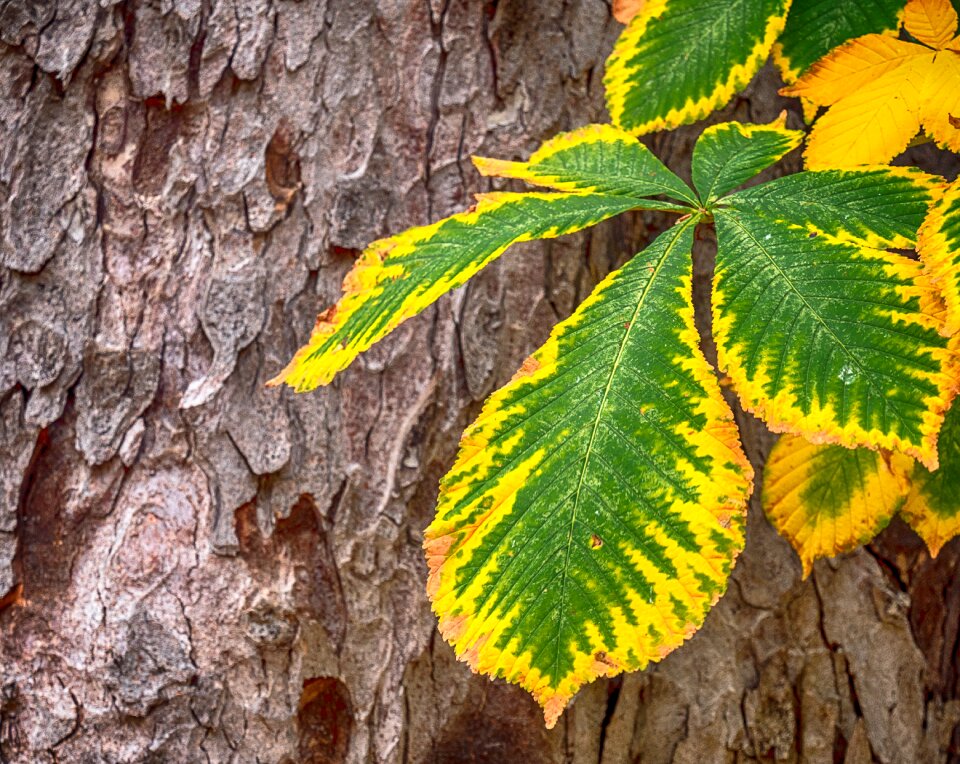 Leaves green forest