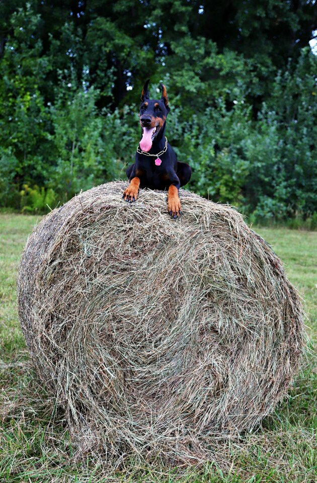 Dog haystack walk