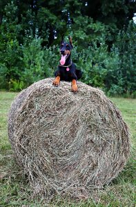Dog haystack walk photo