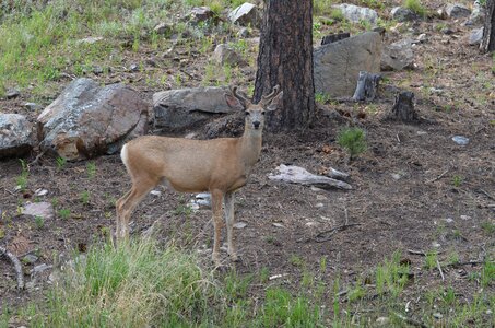 Custer park