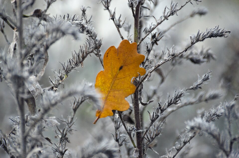 Fall foliage oak leaf oak