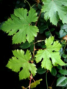 Grape vine garden nature