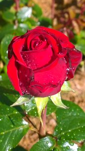 Red red rose in the rain