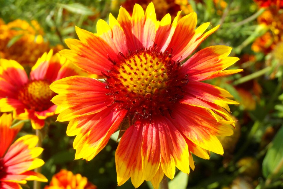 Asteraceae flower garden