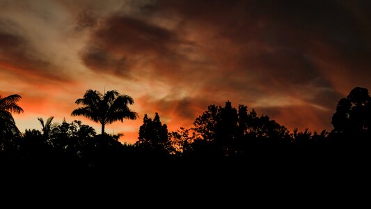 Sunrise palm tree angels
