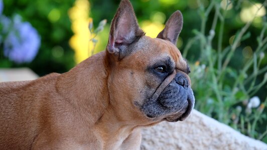 Puppy portrait bulldog