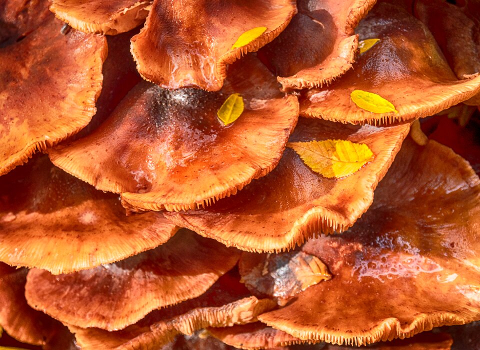 Fungus moss autumn