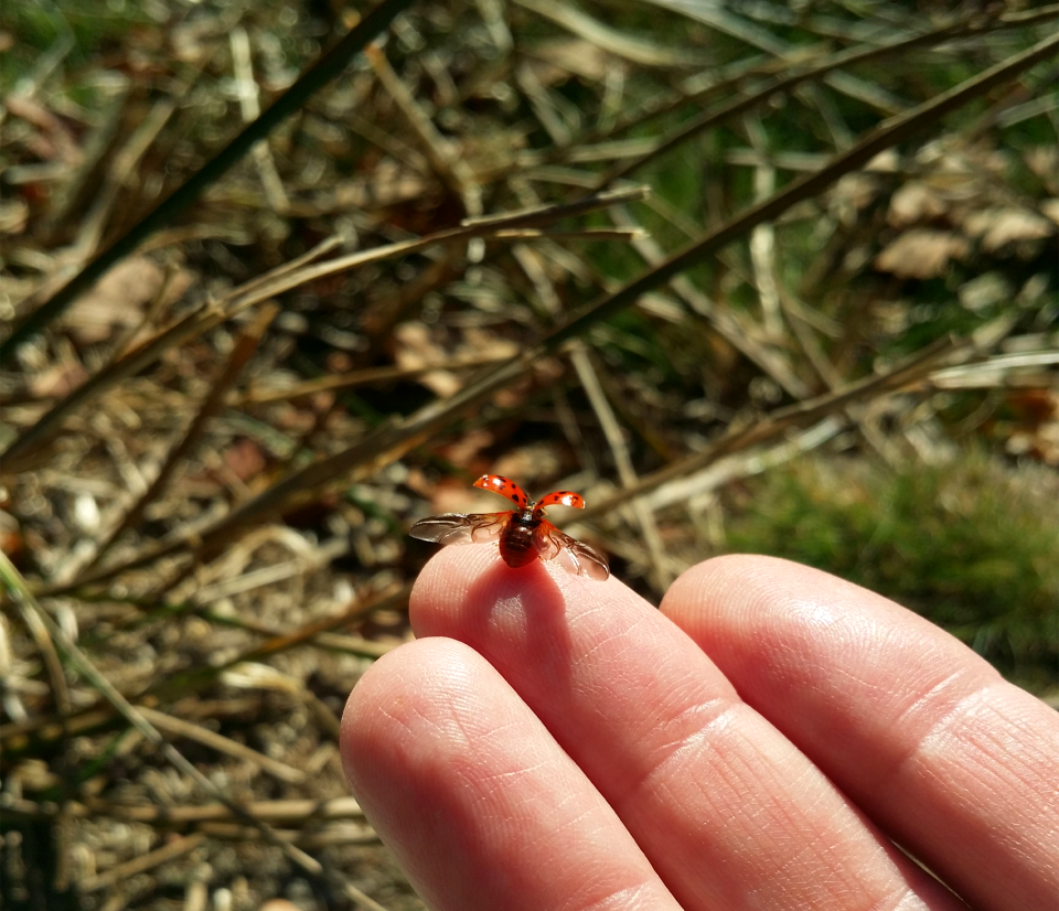 Beetle grass good luck charm