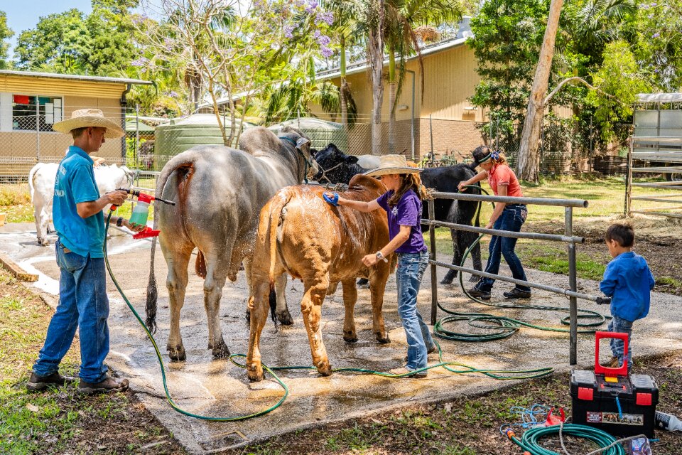 Show cattle beast