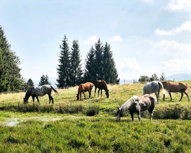 Landscape magic pasture photo