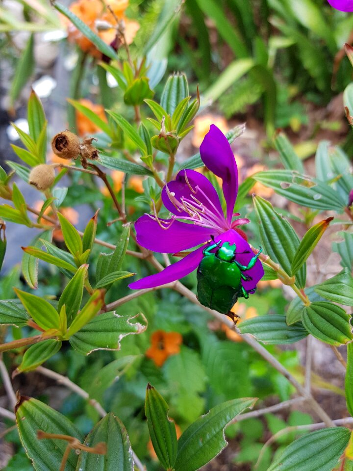 Insect nature bright