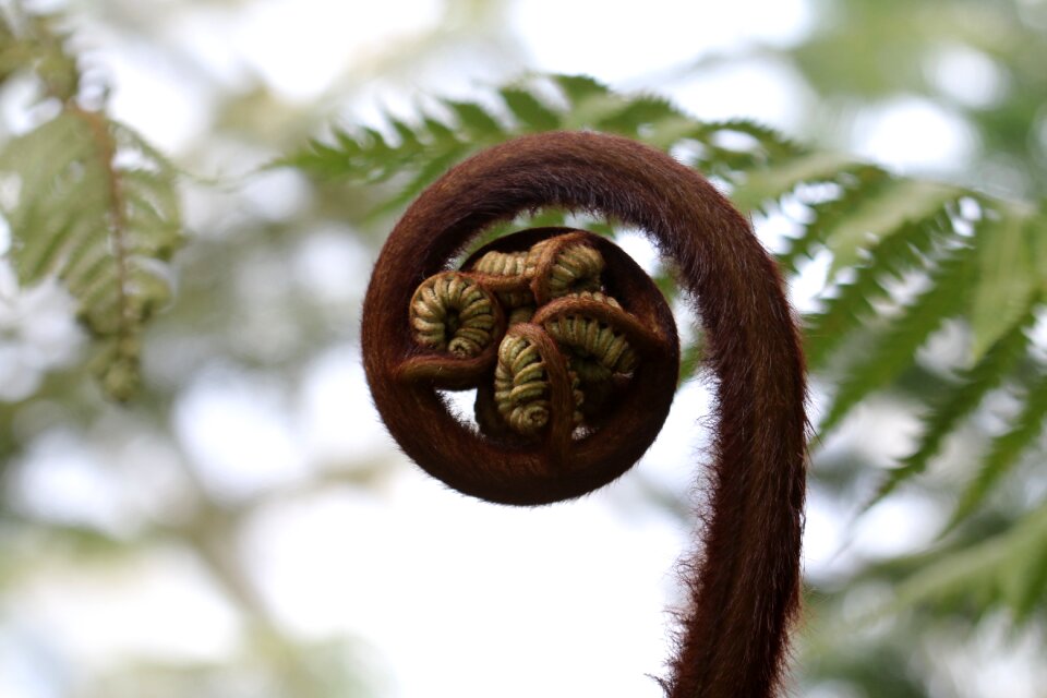 Macro jungle seeds
