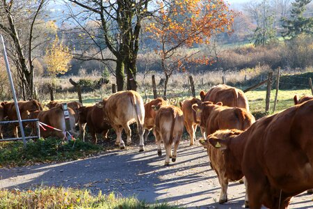 Cow herd herd of cattle output photo