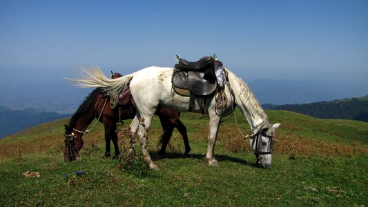 Rally horse riding borjomi