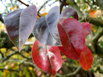 Discoloration leaves nature photo