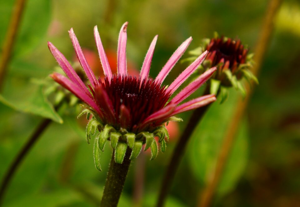 Garden detail purpurea