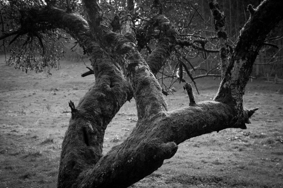 Forest black fog