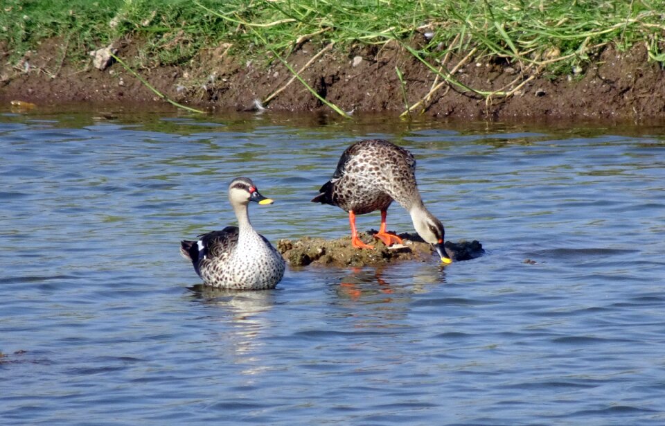 Wildlife spot-billed duck swimming