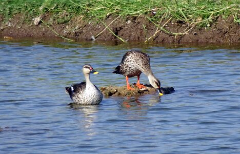 Wildlife spot-billed duck swimming