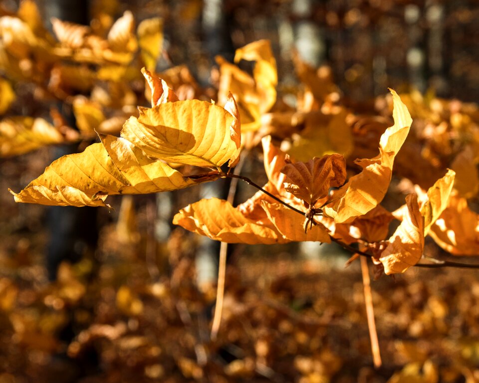 Fall color bright brown