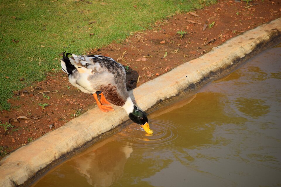 Water bird feeding