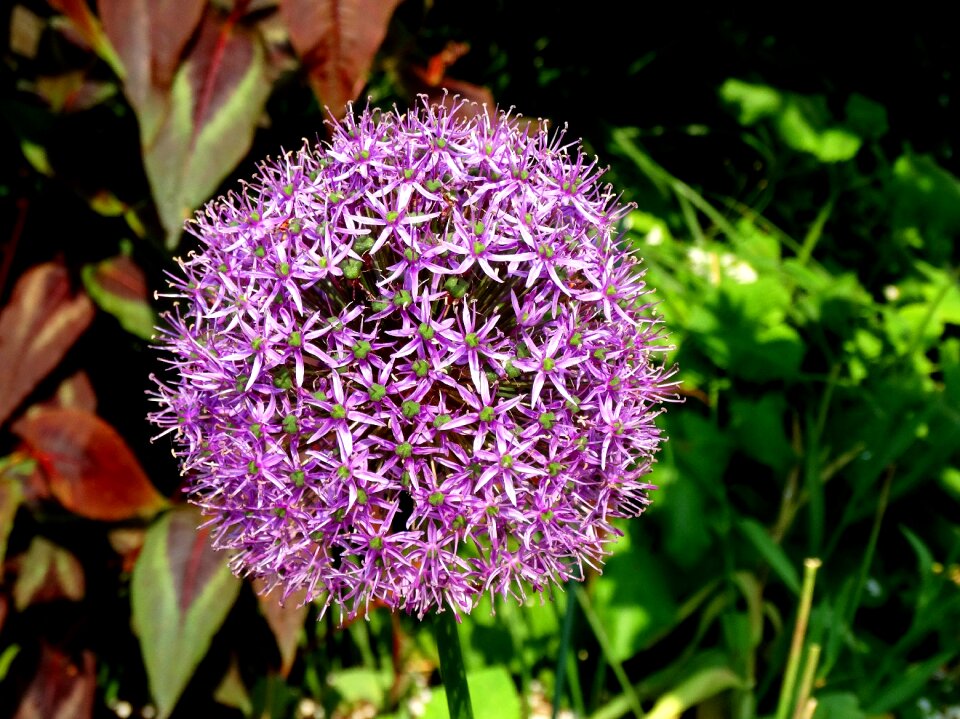 Ornamental onion garden summer