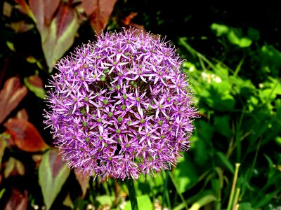 Ornamental onion garden summer photo