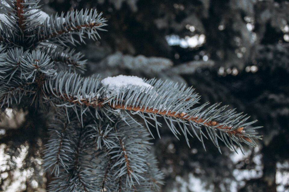 Tree nature december