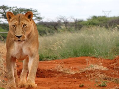 Africa lioness predator photo