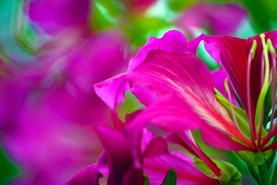 Scene blossom bloom