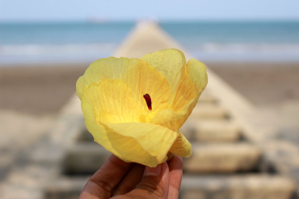 Yellow flower beach tropical sea