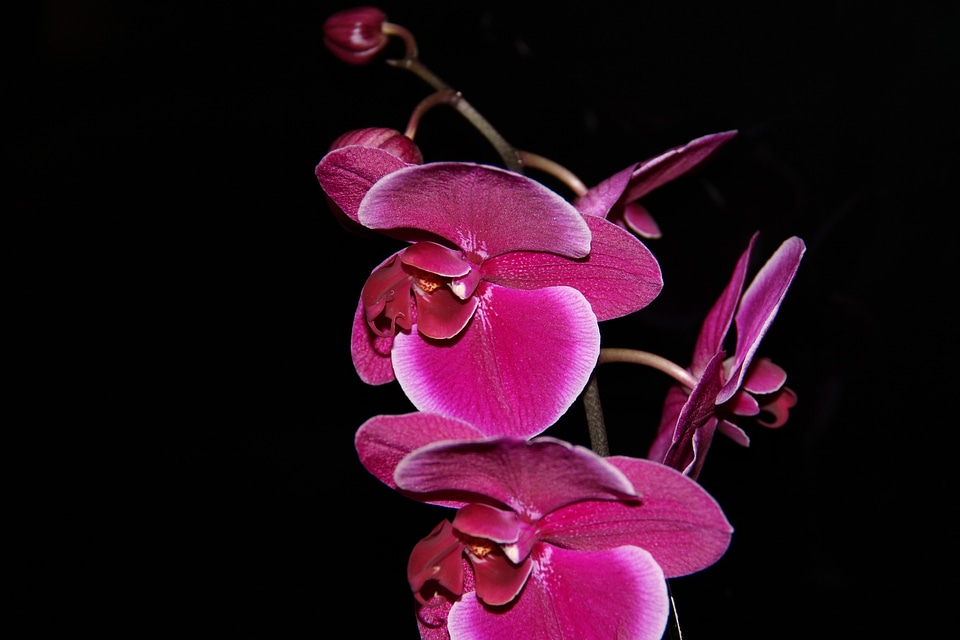 Orchid flower plant