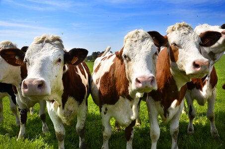 Breeding nature farm photo