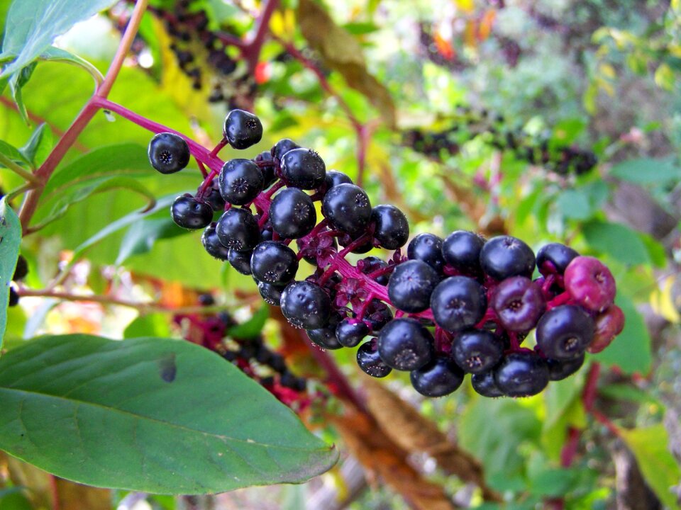 Turkish grapes autumn berries bluish-purple