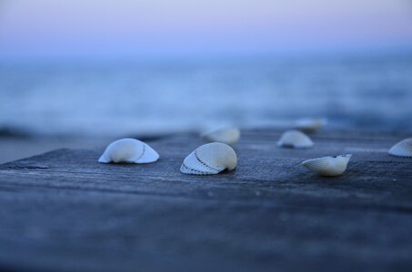 Sea shell sand
