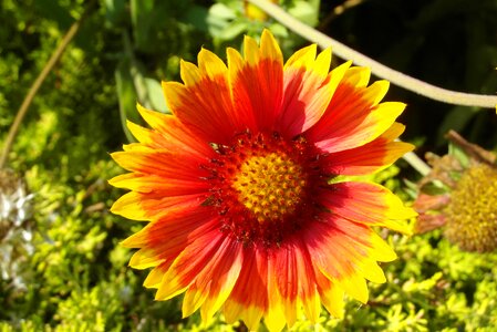 Asteraceae flower garden