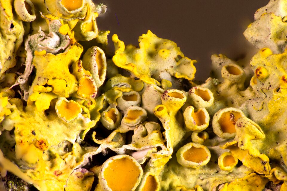 Algae fouling branch