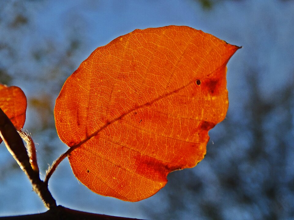 Colorful orange light