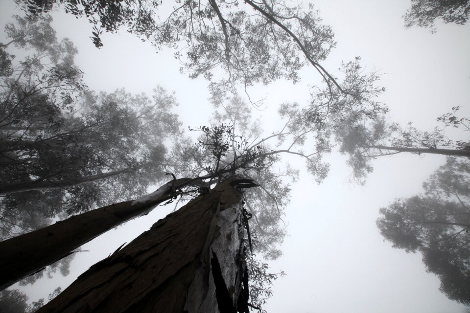 Fog cups landscape
