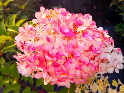 Flower pink photo