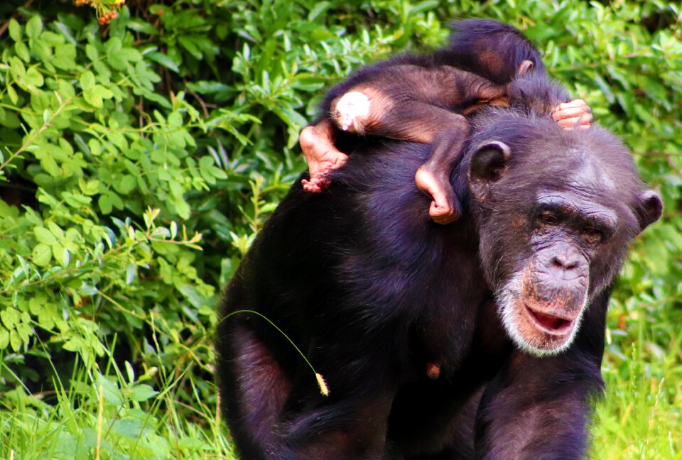 Mammal wildlife primate