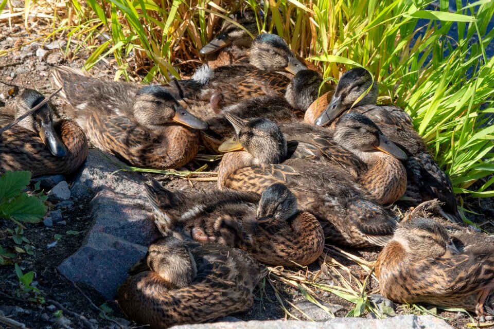 The brood family winged