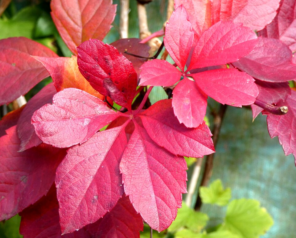 Fall purple foliage